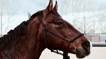 Ένα άλογο... δεμένο στο πάρκο του Καρακόνερου