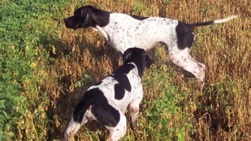 Ζώνες εκγύμνασης σκυλιών σε Μάσσαρι και Καλυθιές