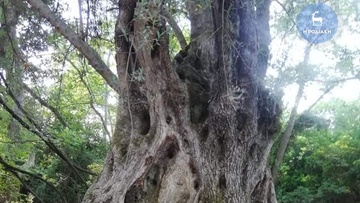 Εντοπίστηκαν στη Ρόδο ελαιόδεντρα με ηλικία μεγαλύτερη των 500 ετών!