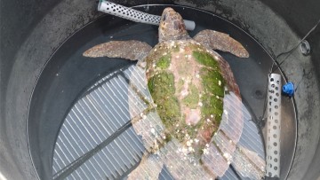 Πώς διεσώθη η χελώνα caretta-caretta που βρέθηκε στην Πάτμο και γιατί ονομάστηκε «Ιωάννα»