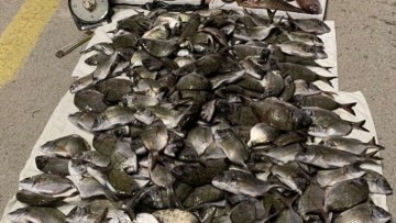 Ρόδος: Κατασχέθηκαν 120 κιλά ψάρια