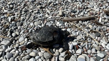 Θαλάσσια χελώνα εκβράστηκε στην Ψαροπούλα