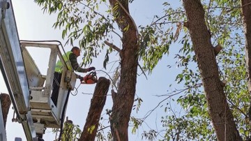 Δήμος Ρόδου: Επισημάνσεις για το κλάδεμα των δέντρων της πόλης