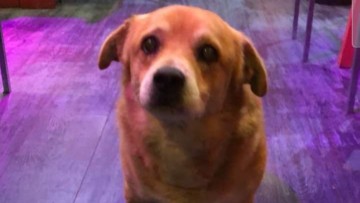 Ρόδος: Φρικτό θάνατο από φόλα βρήκε ο Κυριάκος ο πιο γνωστός αδέσποτος σκύλος του νησιού