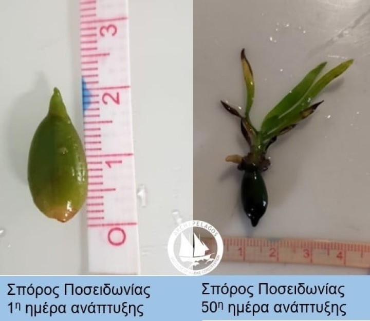 Καταγραφή της ανάπτυξης των σπόρων Ποσειδωνίας σε συνθήκες εργαστηρίου