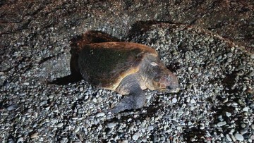 Χελώνα άφησε τα αυγά της στην παραλία Έλλη- κενό θα παραμείνει το σημείο για περίπου δύο μήνες