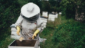 Δωρεάν σεμινάρια μελισσοκομίας για νέους και αρχάριους μελισσοκόμους