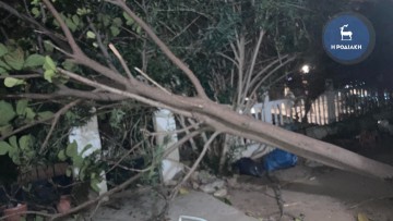 Ξέσπασμα της κακοκαιρίας στη Ρόδο: Ο αέρας ξερίζωσε δέντρο στην οδό Παπαχριστοδούλου