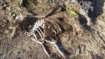 Παρέμβαση της εισαγγελίας Ρόδου για τα νεκρά ελάφια στο Ροδίνι