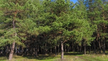 Σύλλογος Περιβάλλοντος Σορωνής: Όχι άλλο δέντρο καμένο, όχι άλλο ζώο φοβισμένο