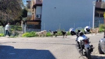 Εντατικές προσπάθειες για την περισυλλογή αδέσποτων ζώων στο νησί της Ρόδου