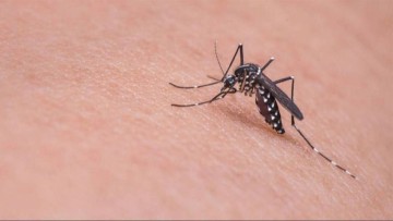 ΕΟΔΥ: Προσοχή στα κουνούπια και τον ιό του Δυτικού Νείλου – Τα μέτρα προφύλαξης