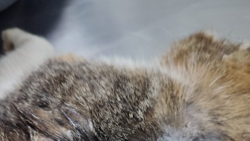Επιθέσεις σε γάτες με οξύ καταγγέλλουν φιλόζωοι στην Πάτμο