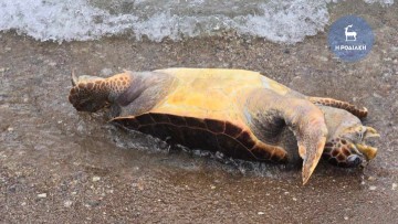 Νεκρή θαλάσσια χελώνα στην παραλία Στεγνά