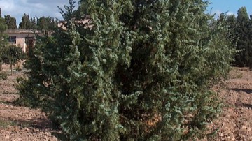 Δρ. Ιωάννης Ηλ. Βολανάκης: Γιουνίπερος η οξύκεδρος (Juniperus οxycedrus), κοινώς άρκευθος, αγριοκυπάρισσο, κέδρος, φίδα