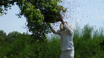 Μελισσοκομία: Καθορίστηκε η οικονομική στήριξη για τα Μικρά Νησιά του Αιγαίου