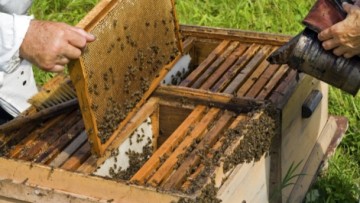 Κλιμάκια ελέγχου για τους μελισσοκόμους