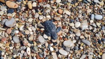 Ανακοίνωση του Ενυδρείου Ρόδου για τα νεαρά χελωνάκια στις ακτές μας