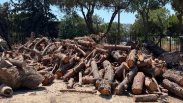 Ξύλα διαθέτει για τους πολίτες η υπηρεσία περιβάλλοντος του δήμου Ρόδου