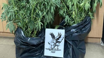 Συνελήφθη 40χρονος για κατοχή και καλλιέργεια κάνναβης στη Ρόδο