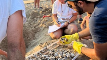 Πρόσκληση για Δημόσια Εκσκαφή φωλιάς θαλάσσιας χελώνας στην παραλία των Βλυχών