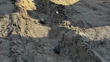 Πραγματοποιήθηκε η εκσκαφή φωλιάς θαλάσσιας χελώνας στα Βλυχά