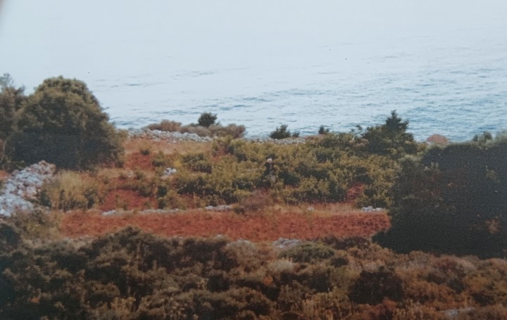 Χωράφι με κλήματα, που σήμερα δεν υπάρχουν λόγω  της επιδρομής των κατσικιών