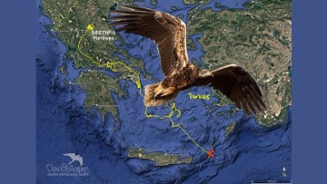 Ελληνική Ορνιθολογική Εταιρεία: Χάθηκε σήμα του ασπροπάρη Ίωνα στα νότια της Κάσου