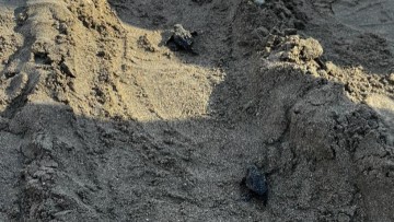 Τα χελωνάκια στη Ρόδο βρήκαν τον δρόμο τους με την παρέμβαση του Υδροβιολογικού Σταθμού Ρόδου