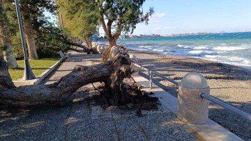 Κως: Ξεριζώθηκαν δέντρα από τους ισχυρούς ανέμους!