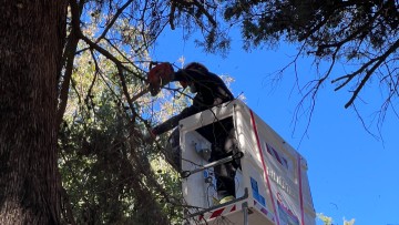 Απαγόρευση κυκλοφορίας οχημάτων την Παρασκευή στην οδό Κομνηνών για τις ανάγκες κλαδέματος δέντρων