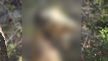 Ρόδος : Κρέμασαν σκυλί στην περιοχή του Γαδουρά – Οργή και αγανάκτηση στην τοπική κοινωνία
