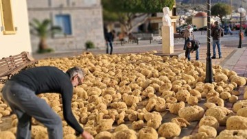 Ο απλωμένος θησαυρός των σφουγγαριών στην Κάλυμνο: Εντυπωσιακές εικόνες στην πλατεία δίπλα στο Επαρχείο
