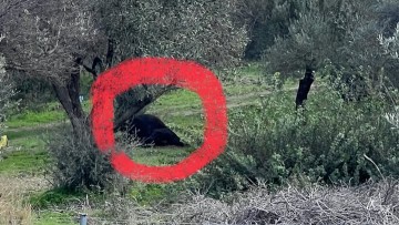 Ψόφια αγελάδα κοντά στην περιοχή του κλειστού Γυμναστηρίου