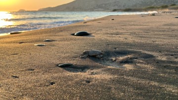 Φωλιά «πράσινης» χελώνας εντοπίστηκε στο νησί της Ρόδου