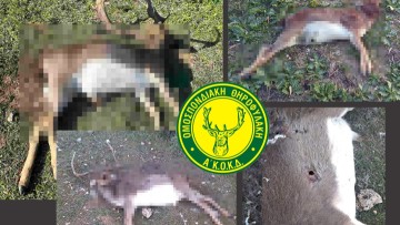 Οργή και αγανάκτηση στη Ρόδο: Άθλιοι εκτέλεσαν με όπλο τρία ελάφια