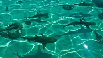 Δράση περιβαλλοντικής ευαισθητοποίησης από ομάδα μαθητών των Καλυθιών και της Ψίνθου