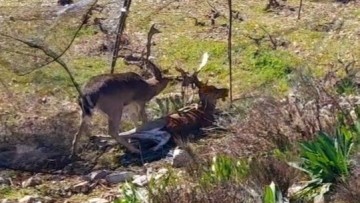 Μαρτυρικό θάνατο βρήκε αρσενικό ελάφι στη Ρόδο - Τα κέρατά του μπλέχτηκαν με άλλο και παγιδεύτηκαν