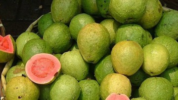 Η εξωτική γκαβάφα που έφεραν Λεριώτες που γύρισαν από την Αίγυπτο και από τότε άρχισε να καλλιεργείται και «εντάχθηκε» στην «κουλτούρα» του νησιού