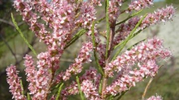 Απαγορεύεται το αυθαίρετο κλάδεμα αλμυρικιών στην Τήλο