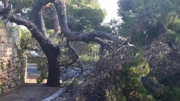 Έσπασε μεγάλο δέντρο στην οδό Β. Ηπείρου