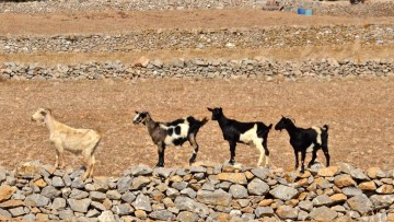 Αθώος κρίθηκε 41χρονος από την Κάρπαθο για ζωοκτονία