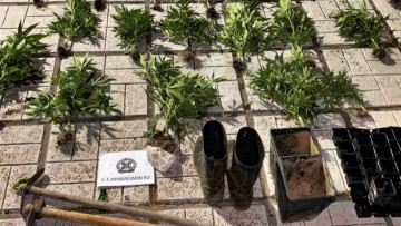 Συνελήφθησαν δύο άτομα για κατοχή-καλλιέργεια ναρκωτικών στην Κω