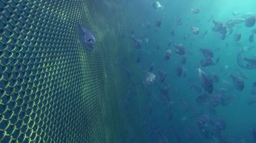 Ένοχοι οι επιχειρηματίες από τη Ρόδο για τον πνιγμό 26χρονου ιχθυολόγου