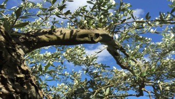 Διαγωνισμός 195.000€ για Ψεκασμούς κατά του Δάκου στα Ελαιόδεντρα της Δωδεκανήσου