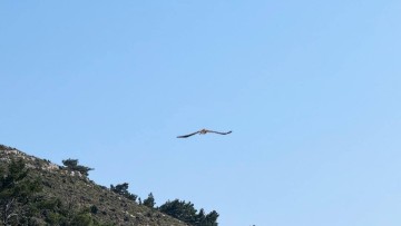 Μια δεύτερη ευκαιρία για τον σπιζαετό της Ρόδου – Συγκίνηση και ελπίδα από τον σύλλογο ΑΝΙΜΑ
