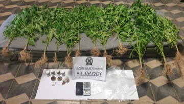 Ελεύθεροι με όρους αφέθηκαν θείος και ανιψιός για τα… χασισόδεντρα