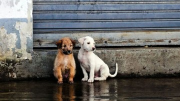 Στο τελικό στάδιο η δημιουργία του δημοτικού κτηνιατρείου