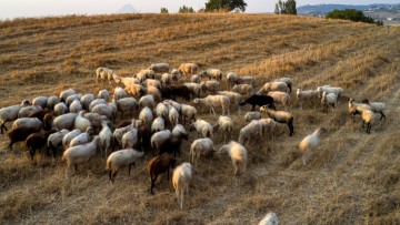 Λιγόστεψαν τα κοπάδια στην Ελλάδα το 2024 – Οι απώλειες