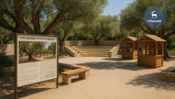 Ο Ελαιώνας του «Κλεόβουλου του Λίνδιου» στο Βάτι αναγεννιέται